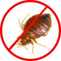 MAX Bedbugs Control Hobart image 1